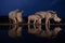 Two white rhino families standing at a water hole during the blue hour