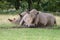 Two White Rhino relax on some grass mid afternoon