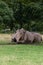 Two White Rhino relax on some grass mid afternoon