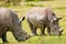 Two white rhinoceros grazing