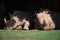 Two white rhinoceros lying in leafy shade