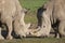 Two white rhinoceroses face off