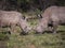 Two white rhinoceroses facing each other