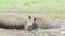 Two white rhinos in a muddy watering hole Kwazulu Natal