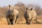 Two White Rhinos standing alert in South Africa