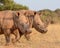 Two White Rhinos walking