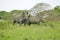 Two White Rhinos walking through brush in Umfolozi Game Reserve, South Africa, established in 1897