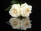 Two white roses with mirror image on black