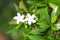 Two white sampaguita jasmine flowers blooming in garden