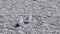 Two white seagulls sitting on stone beach. Action. Beautiful seagulls resting on beach with white pebbles. Seaside birds