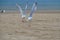 Two white seagulls starting to fly together