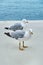 Two white seagulls strolls along embankment near calm sea