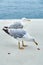 Two white seagulls strolls along embankment near calm sea and eats cookies