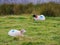 Two white sheep laying on a grass bay a lake, Connemara , Ireland. Concept livestock, agriculture, farming