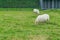 Two white sheep in the pasture grazing