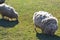 Two white sheeps on grass on russian farm in spring