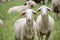 Two white sheeps looking towards me