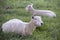 Two white sheeps on the mountains of the north island of New Zealand