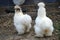 Two white Silkie Bantam hens, a rare, ornamental species of chickens, in a paddock, in Greci village, Dobrogea, Romania