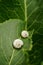 Two white snail shells on green horseradish leaf