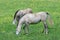 Two white Spanish Andalucian horses standing in a field