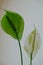 two white Spathiphyllum flowers on a white background