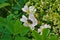 Two White Spotted Rose Beetles on a Rosa canina blossom