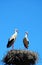 Two white storks