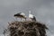 Two white storks building nest. Ciconia ciconia