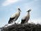 Two White storks Ciconia ciconia nest on a cloudy sky background