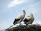 Two White storks Ciconia ciconia nest on a cloudy sky background