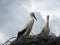 Two White storks Ciconia ciconia nest on a cloudy sky background