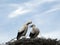 Two White storks Ciconia ciconia nest on a cloudy sky background