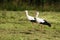 Two White storks, Ciconia ciconia standing on a freshly cut grass on a meadow in Estonia.