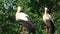 Two white storks Ciconia resting on barn roof