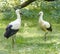 Two White Storks on the Grass B