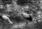 Two White Storks on the Grass BW