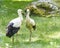 Two White Storks on the Grass C