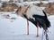 Two White Storks look similiar on snow covered ground