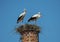 Two white storks in a nest on top of a chimney