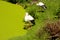 two white storks standing at the edge of a pond