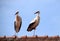 Two white storks standing on house-top