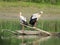 Two White Storks standing on a piece of wood