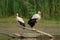 Two White Storks standing on a piece of wood