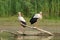 Two White Storks standing on a piece of wood