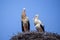 Two white storks standing at stork nest.