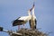 Two white storks vocalizing themselves