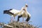 Two white storks vocalizing themselves during mating season