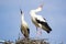 Two white storks vocalizing themselves during mating season with their heads back