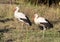 Two white storks walking in the grass of the Masai Mara